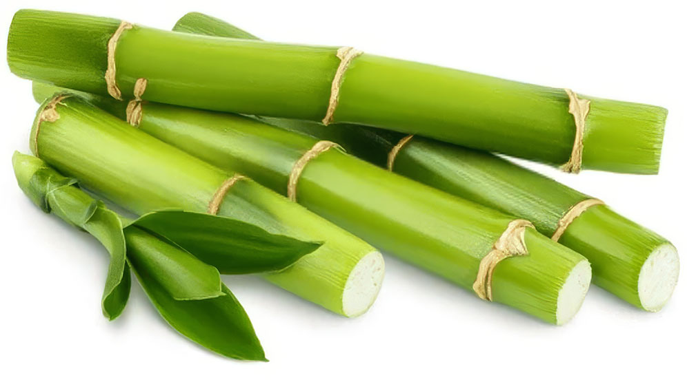 Bamboo plant symbolizing the renewable, plant-based materials used to make FLOW® biodegradable water bottles.